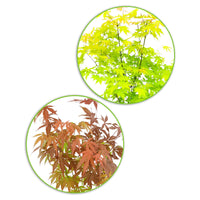 2x Japanischer Ahorn Acer 'Atropurpureum' + 'Orange Dream' rot-orange-grun