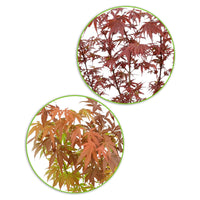 2x Japanischer Ahorn Acer 'Atropurpureum' + 'Shaina' rot - Winterhart