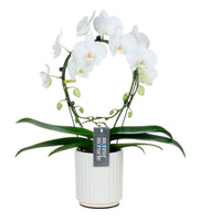Schmetterlings Orchidee Phalaenopsis 'Mirror Miracle Aurora' Weiß inkl. Dekotopf