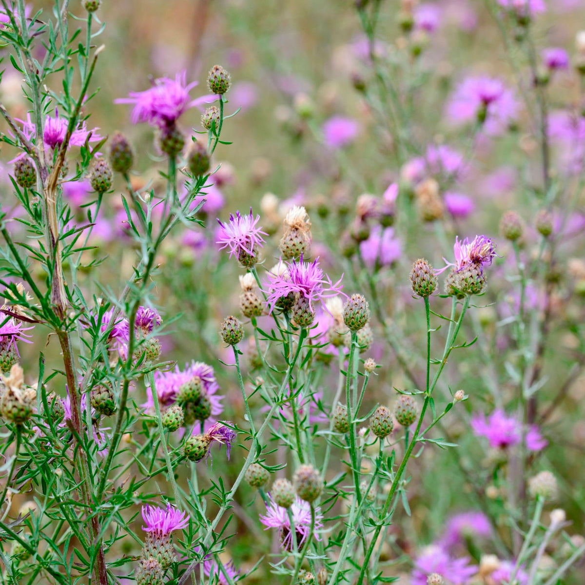 Kornblume Centaurea scabiosa lila biologisch – Winterhart