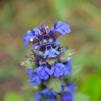 Wiesensalbei Salvia pratensis blau biologisch – Winterhart