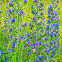 Stolzer Heinrich Echium vulgare blau biologisch – Winterhart