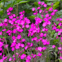 Rote Waldnelke Silene dioica rosa biologisch – Winterhart