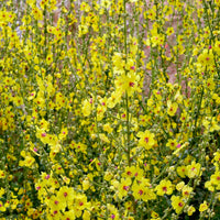 Schwarze Königskerze Verbascum nigrum gelb biologisch – Winterhart
