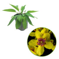 Schwarze Königskerze Verbascum nigrum gelb biologisch – Winterhart