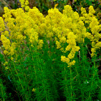 Echtes Labkraut Galium verum gelb biologisch – Winterhart