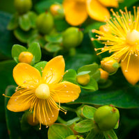 Echtes Johanniskraut Hypericum perforatum gelb biologisch – Winterhart