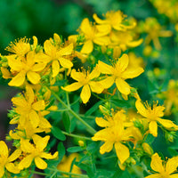 Echtes Johanniskraut Hypericum perforatum gelb biologisch – Winterhart