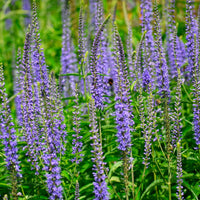Langblättriger Ehrenpreis Veronica longifolia blau biologisch – Winterhart