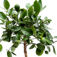 Limettenbaum Citrus 'Lime' auf einem Stamm