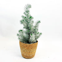 Koniferen Pinien Pinus pinea 'Silver Crest' mit Schnee inkl. Korb, cremefarben 'Silver Crest' - Winterhart