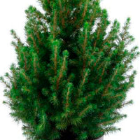 Picea glauca, grün inkl. Ziertopf, weiß  - Mini Weihnachtsbaum