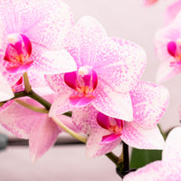 Schmetterlings Orchidee Phalaenopsis 'Rotterdam' Rosa