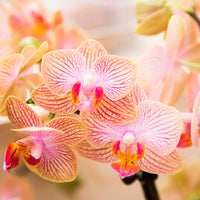 Schmetterlings Orchidee Phalaenopsis 'Trento' Orange