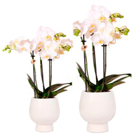 2x Orchidee Phalaenopsis – Set, weiß, inkl. 2x Ziertopf, weiß