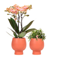 1x Orchidee Phalaenopsis + 1x Rhipsalis Prismatica, orange-grün, inkl. Terrakotta-Ziertöpfe