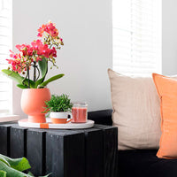 1x Orchidee Phalaenopsis + 1x Rhipsalis Prismatica, orange-grün, inkl. Terrakotta-Ziertöpfe