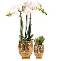 1x Orchidee Phalaenopsis + 1x Succulent Crassula, weiß-grün, inkl. Ziertöpfe, gold