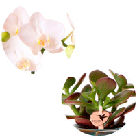 1x Orchidee Phalaenopsis + 1x Sukkulente Crassula – weiß-grün inkl. Ziertöpfe, grün