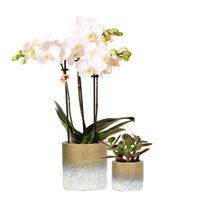 1x Orchidee Phalaenopsis +1x Succulent Crassula, weiß-grün, inkl. Ziertöpfe, gold