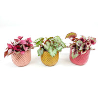 Blattbegonie Begonia - Mischung 'Lovely Leaves ' inkl. Ziertöpfe