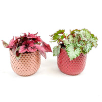 2x Blattbegonie Begonia - Mischung 'Color Match' inkl. Ziertöpfen