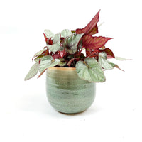 Blattbegonie Begonia 'Maori Haze' inkl. Dekotopf
