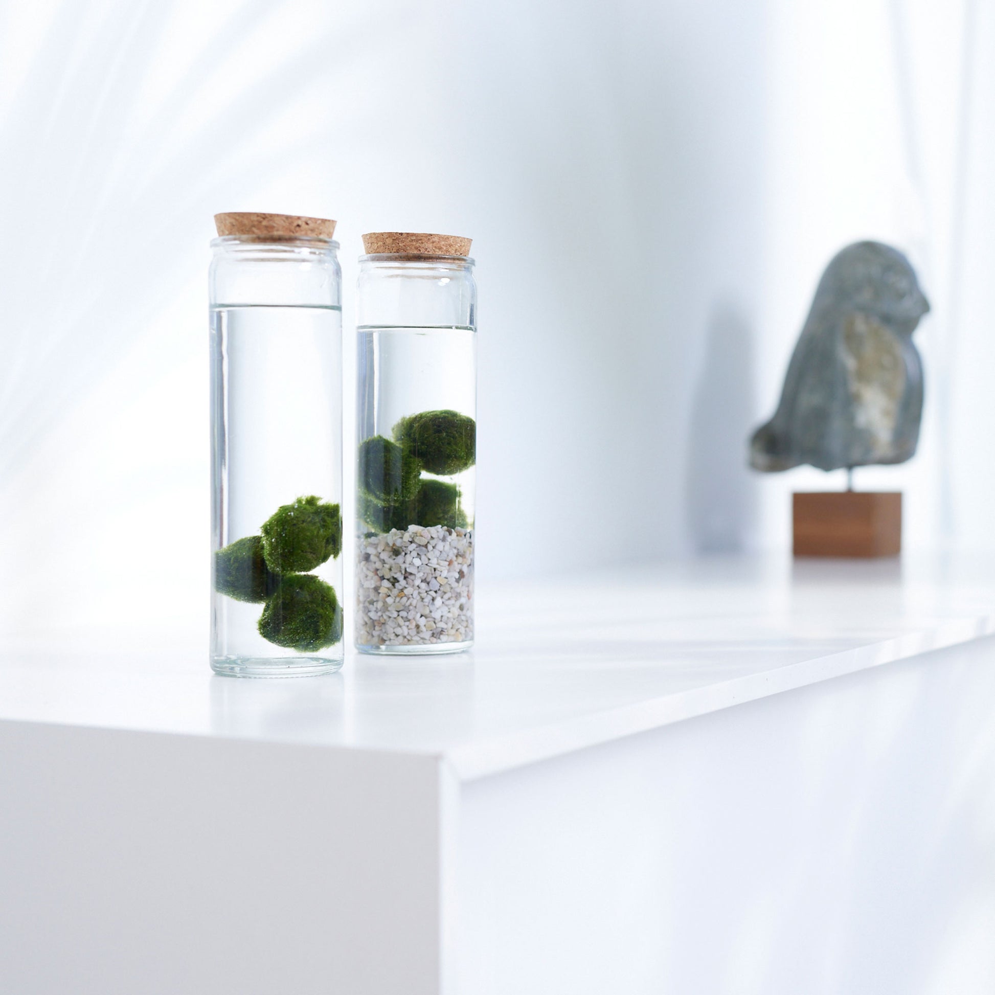 mooskugeln aufbewahren Kaufen Sie jetzt Zimmerpflanze 3x Marimo Mooskugeln Chladophora inkl. Glas