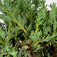 Juniperus scopulorum 'Moonglow', XL, blau - Winterhart