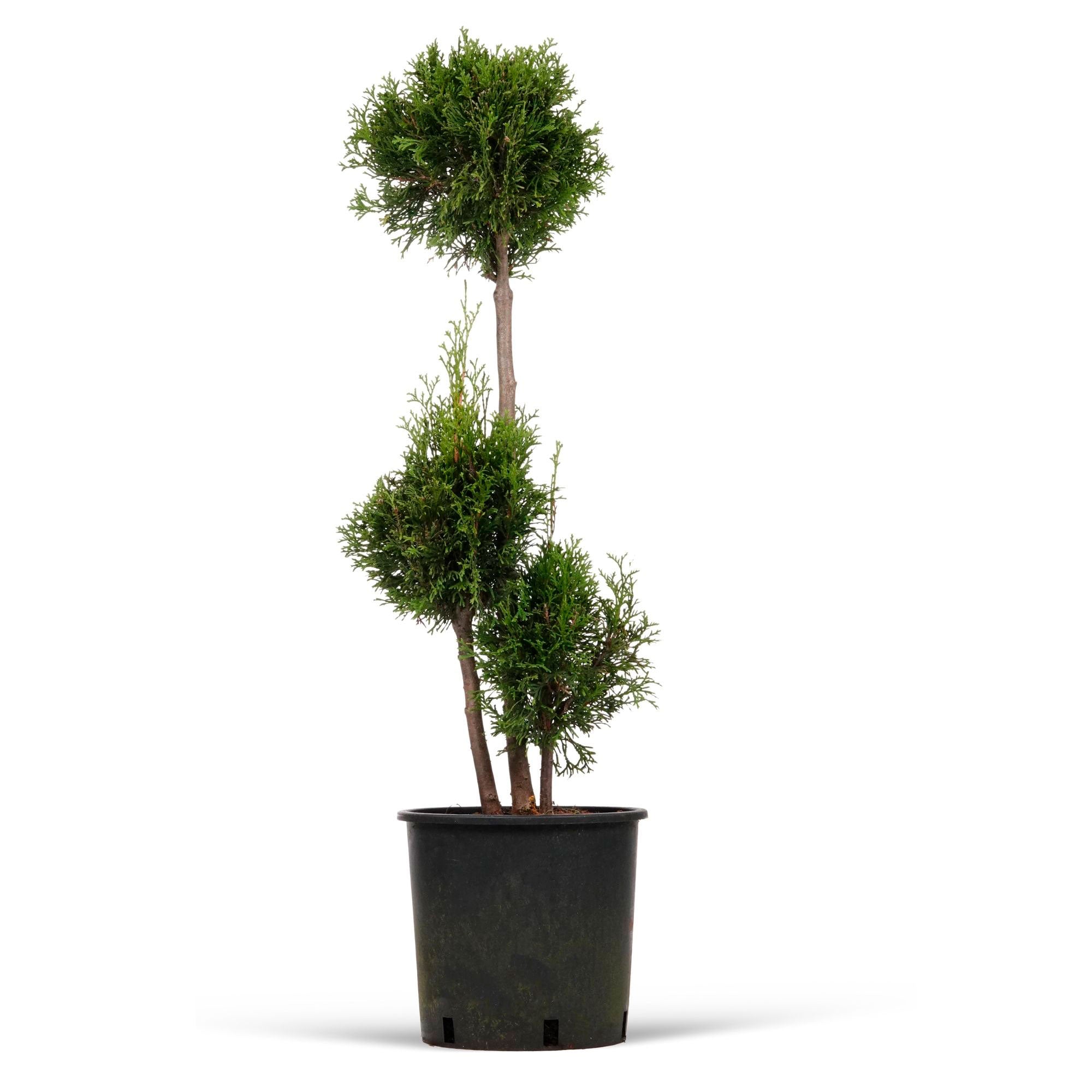 Kaufen Sie jetzt Konifere Lebensbaum Thuja XL mehrere Kugeln - Winterhart  kaufen