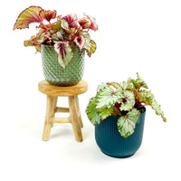 2x Blattbegonie Begonia - Mischung inkl. Dekotöpfen grün-blau und Schemel