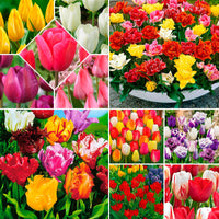 480x Tulp Tulipa - Mix 'Colorful Tulips', mehrfarbig Gemischt