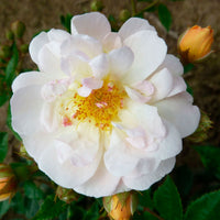 3x Kletterrose Rosa 'Ghislaine de Féligonde'® Orange  - Wurzelnackte Pflanzen - Winterhart