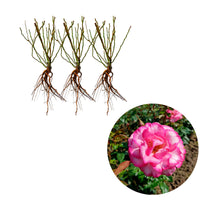 3x Kletterrose Rosa 'Haendel'® Weiß-Rot  - Wurzelnackte Pflanzen - Winterhart