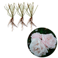 3x Kletterrose Rosa hybride 'New Dawn'® Rosa  - Wurzelnackte Pflanzen - Winterhart