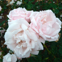 3x Kletterrose Rosa hybride 'New Dawn'® Rosa  - Wurzelnackte Pflanzen - Winterhart