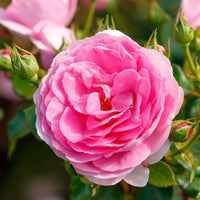 3x Kletterrose Rosa 'Ozeana'® Lila  - Wurzelnackte Pflanzen - Winterhart