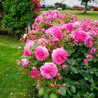 3x Kletterrose Rosa 'Ozeana'® Lila  - Wurzelnackte Pflanzen - Winterhart