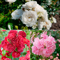 3x Mix aus bodendeckenden Rosen 'Bodendecker' Weiß-Rot-Rosa  - Wurzelnackte Pflanzen - Winterhart