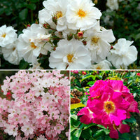 3x Mix aus bodendeckenden Rosen 'Schmetterlinge Anziehend' Weiß-Rosa  - Wurzelnackte Pflanzen - Winterhart