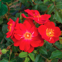 3x Rosen Rosa 'Amulet Mella'® Rot  - Wurzelnackte Pflanzen - Winterhart