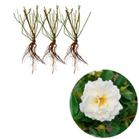3x Rosen Rosa 'Crystal Mella'® Weiß  - Wurzelnackte Pflanzen - Winterhart