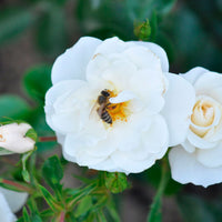 3x Rosen Rosa 'Crystal Mella'® Weiß  - Wurzelnackte Pflanzen - Winterhart