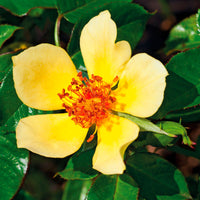 3x Rosen Rosa 'Ducat Mella'® Gelb  - Wurzelnackte Pflanzen - Winterhart