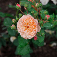 3x Rosen Rosa 'Eveline Wild'® floribunda Rosa - Winterhart  - Wurzelnackte Pflanzen