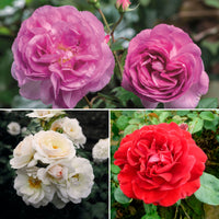 3x Büschelrose Rosa – Mix 'Stark Duftend' Orange-Lila-Weiß  - Wurzelnackte Pflanzen - Winterhart
