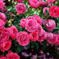 3x Rosen Rosa 'Dolce'® Rosa  - Wurzelnackte Pflanzen - Winterhart