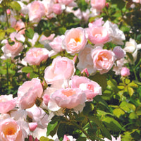 3x Rosen Rosa 'Pear'® Rosa  - Wurzelnackte Pflanzen - Winterhart
