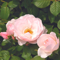 3x Rosen Rosa 'Pear'® Rosa  - Wurzelnackte Pflanzen - Winterhart