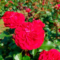 3x Rosen Rosa 'Red Meilove'® Rot  - Wurzelnackte Pflanzen - Winterhart